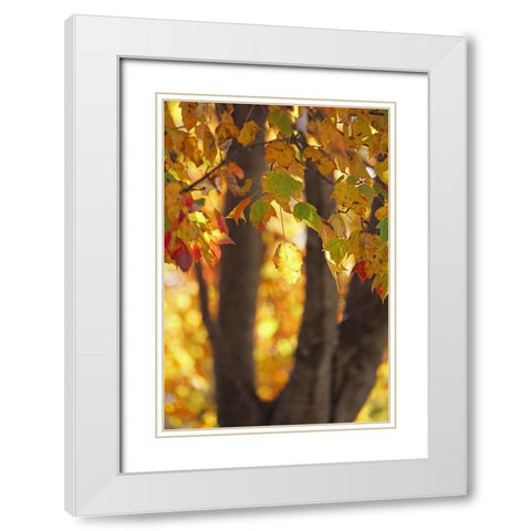 Fall Maple White Modern Wood Framed Art Print with Double Matting by Putman, Tammy