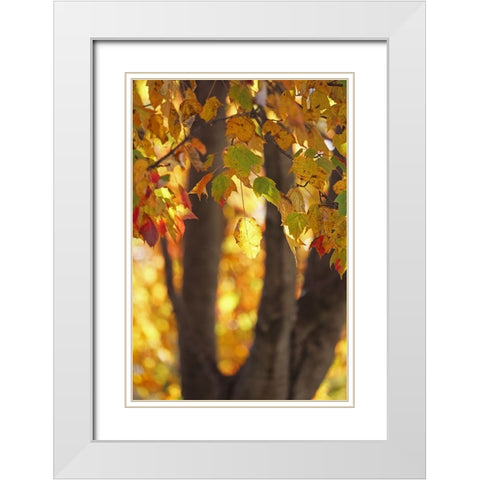 Fall Maple White Modern Wood Framed Art Print with Double Matting by Putman, Tammy