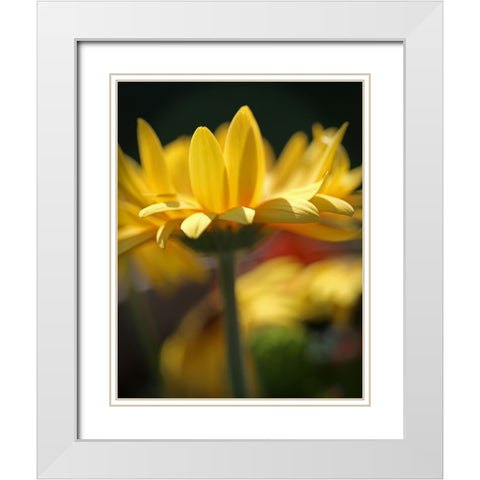 Yellow Daisies White Modern Wood Framed Art Print with Double Matting by Putman, Tammy