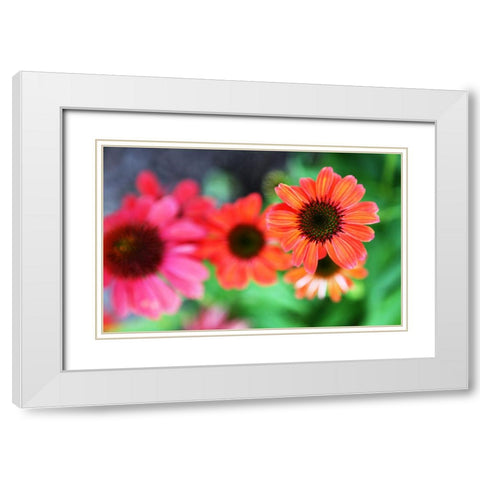 Red Daisies I White Modern Wood Framed Art Print with Double Matting by Putman, Tammy