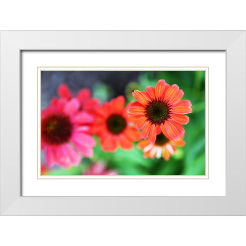 Red Daisies I White Modern Wood Framed Art Print with Double Matting by Putman, Tammy