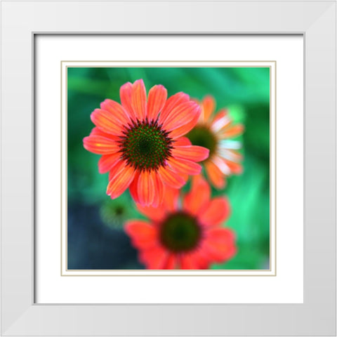 Red Daisies II White Modern Wood Framed Art Print with Double Matting by Putman, Tammy