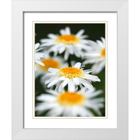White Daisies White Modern Wood Framed Art Print with Double Matting by Putman, Tammy
