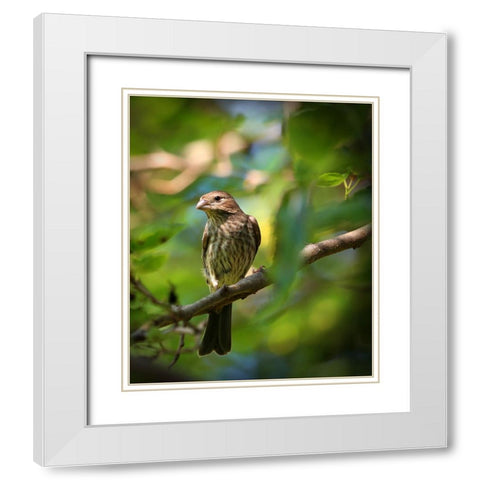 Finch White Modern Wood Framed Art Print with Double Matting by Putman, Tammy