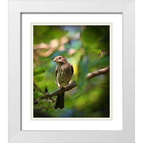 Finch White Modern Wood Framed Art Print with Double Matting by Putman, Tammy