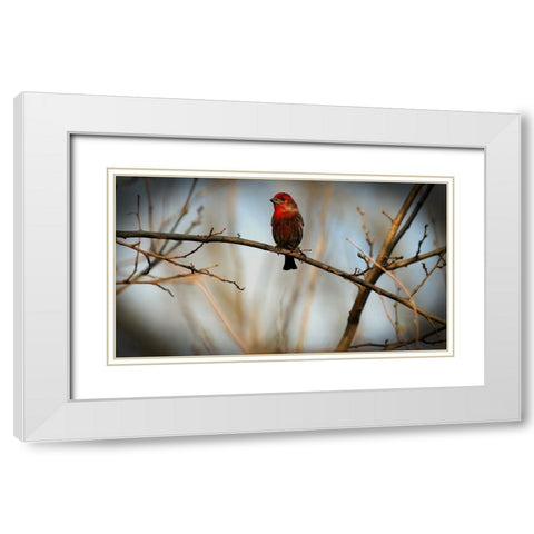 House Finch White Modern Wood Framed Art Print with Double Matting by Putman, Tammy
