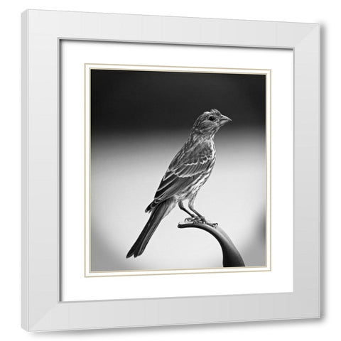 Finch III White Modern Wood Framed Art Print with Double Matting by Putman, Tammy
