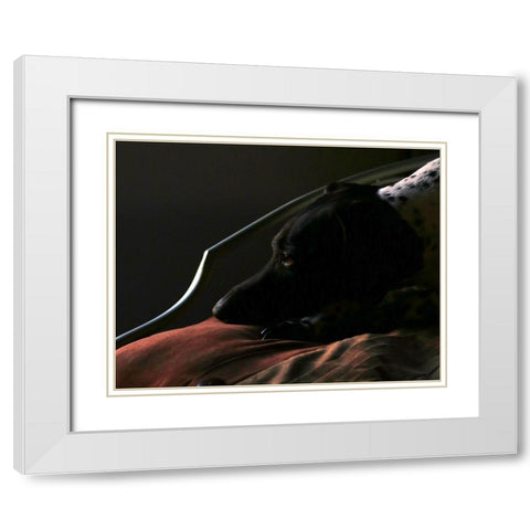 German Shorthaired Pointer White Modern Wood Framed Art Print with Double Matting by Putman, Tammy