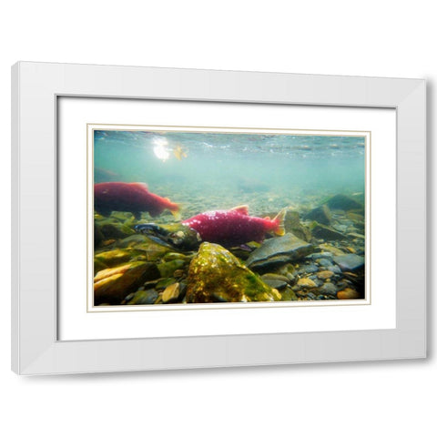 Sockeye Salmon I White Modern Wood Framed Art Print with Double Matting by Stefko, Bob