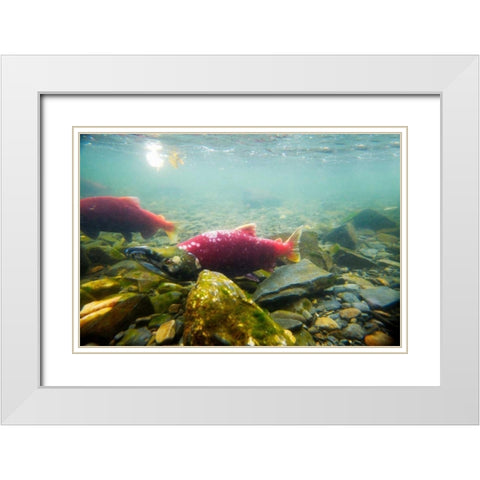 Sockeye Salmon I White Modern Wood Framed Art Print with Double Matting by Stefko, Bob