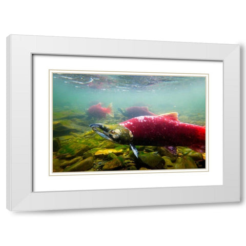 Sockeye Salmon II White Modern Wood Framed Art Print with Double Matting by Stefko, Bob