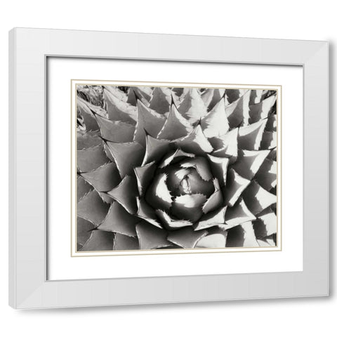 Agave I White Modern Wood Framed Art Print with Double Matting by Stefko, Bob