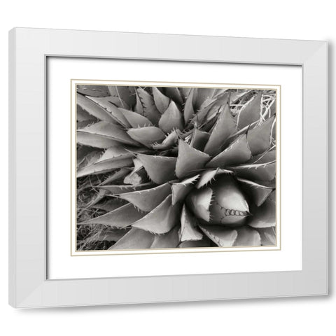 Agave II White Modern Wood Framed Art Print with Double Matting by Stefko, Bob