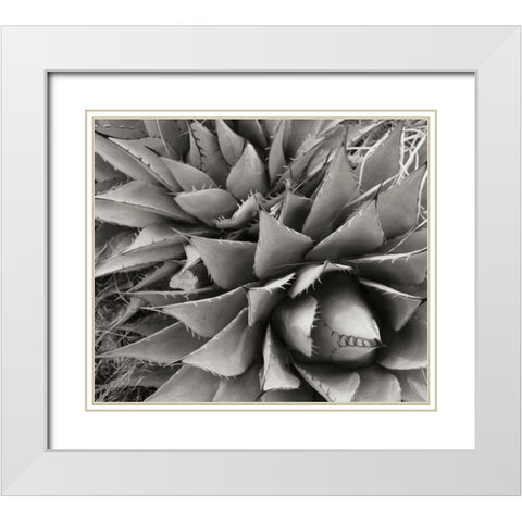Agave II White Modern Wood Framed Art Print with Double Matting by Stefko, Bob