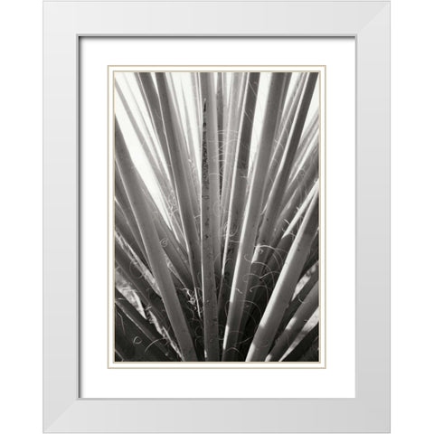 Torrey Yucca White Modern Wood Framed Art Print with Double Matting by Stefko, Bob