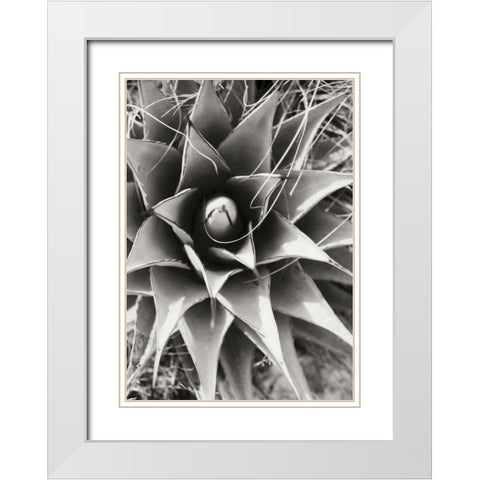 Agave Lechuguilla White Modern Wood Framed Art Print with Double Matting by Stefko, Bob