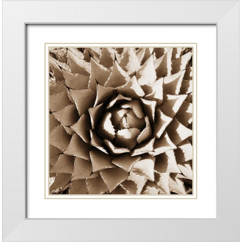 Desert Plants II White Modern Wood Framed Art Print with Double Matting by Stefko, Bob