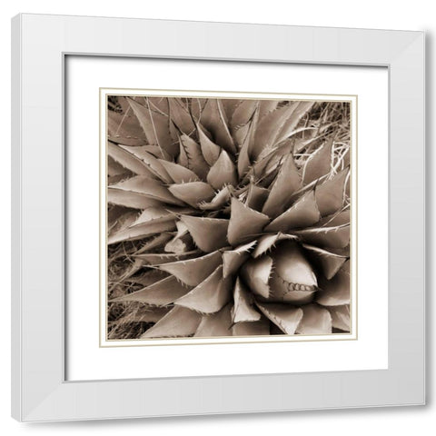 Desert Plants III White Modern Wood Framed Art Print with Double Matting by Stefko, Bob