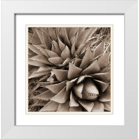 Desert Plants III White Modern Wood Framed Art Print with Double Matting by Stefko, Bob
