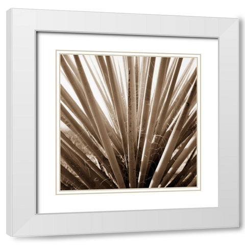 Desert Plants IV White Modern Wood Framed Art Print with Double Matting by Stefko, Bob