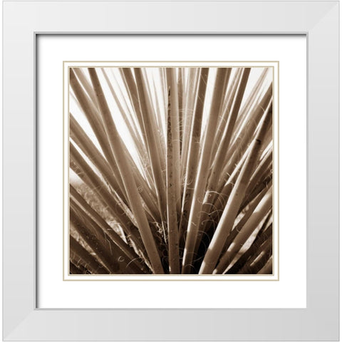 Desert Plants IV White Modern Wood Framed Art Print with Double Matting by Stefko, Bob