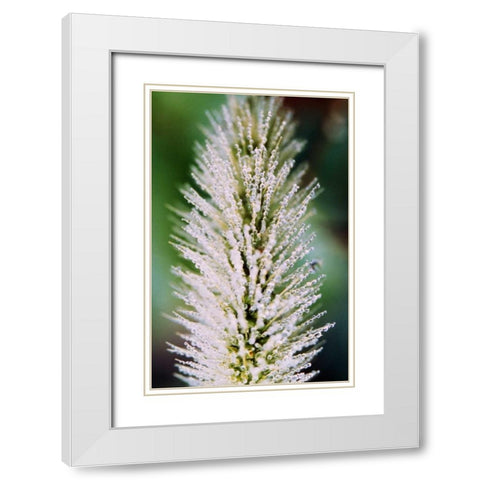 Fountain Grass II White Modern Wood Framed Art Print with Double Matting by Stefko, Bob