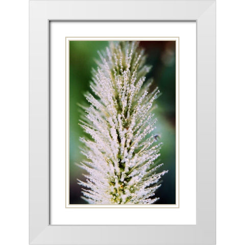 Fountain Grass II White Modern Wood Framed Art Print with Double Matting by Stefko, Bob