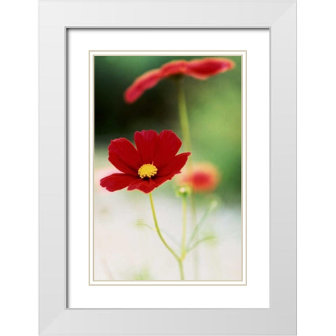Red Cosmos II White Modern Wood Framed Art Print with Double Matting by Stefko, Bob