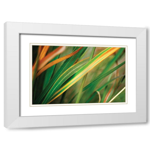 Grass in Fall I White Modern Wood Framed Art Print with Double Matting by Stefko, Bob