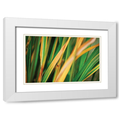 Grass in Fall II White Modern Wood Framed Art Print with Double Matting by Stefko, Bob