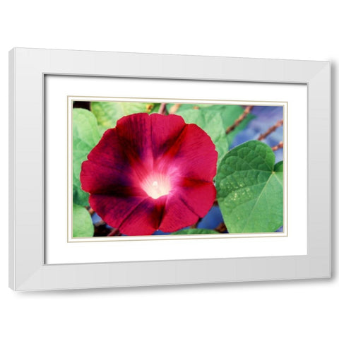 Morning Glory II White Modern Wood Framed Art Print with Double Matting by Stefko, Bob