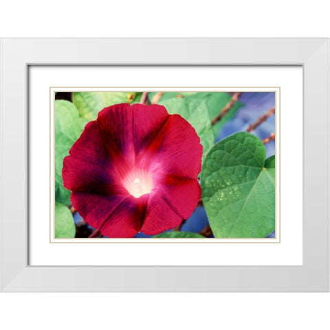 Morning Glory II White Modern Wood Framed Art Print with Double Matting by Stefko, Bob