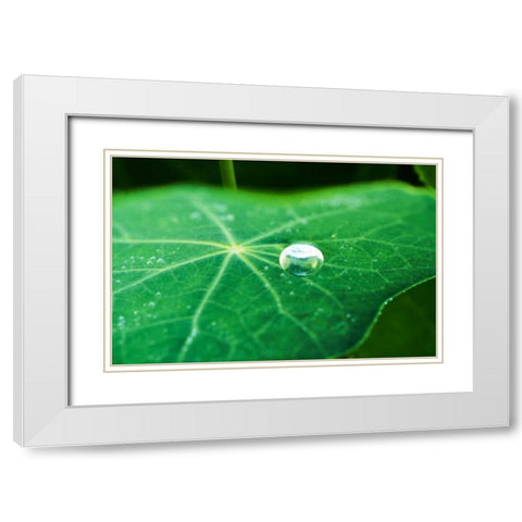 A Single Drop I White Modern Wood Framed Art Print with Double Matting by Stefko, Bob