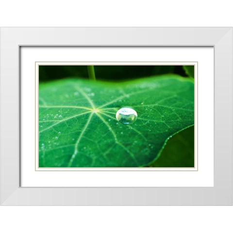 A Single Drop I White Modern Wood Framed Art Print with Double Matting by Stefko, Bob