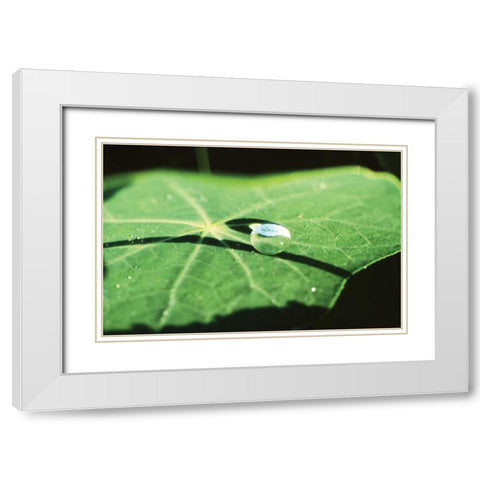 A Single Drop II White Modern Wood Framed Art Print with Double Matting by Stefko, Bob