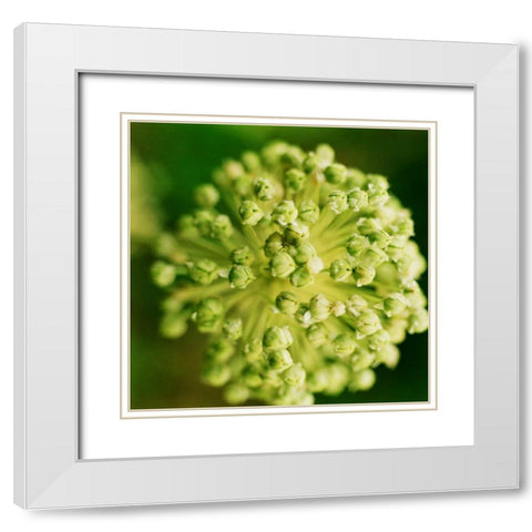 Allium White Modern Wood Framed Art Print with Double Matting by Stefko, Bob