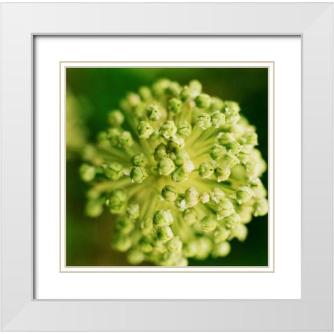 Allium White Modern Wood Framed Art Print with Double Matting by Stefko, Bob