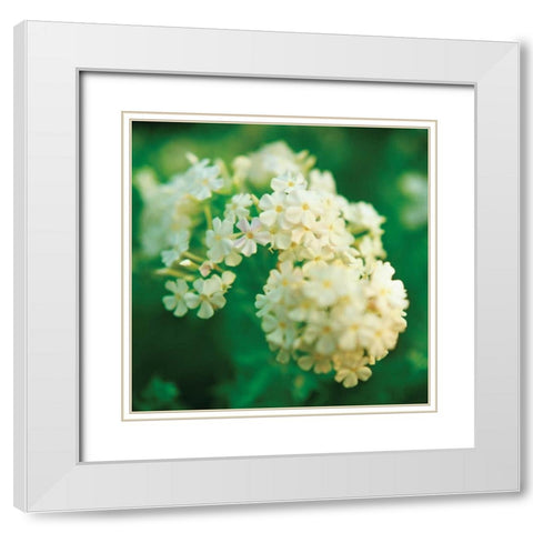 Chinese Snowball White Modern Wood Framed Art Print with Double Matting by Stefko, Bob
