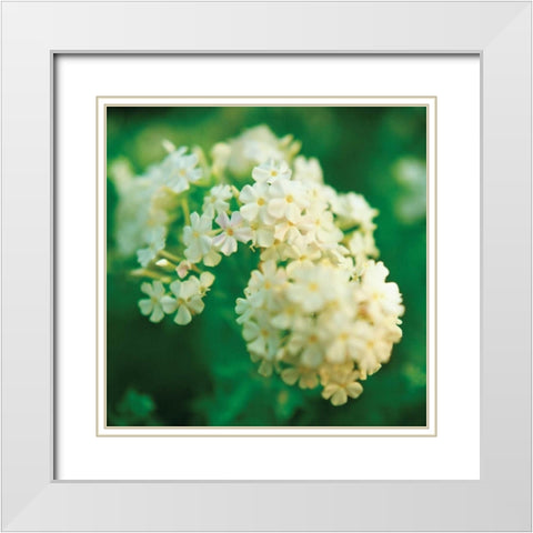 Chinese Snowball White Modern Wood Framed Art Print with Double Matting by Stefko, Bob
