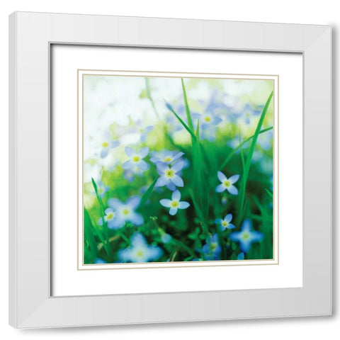 Blooms in Spring I White Modern Wood Framed Art Print with Double Matting by Stefko, Bob