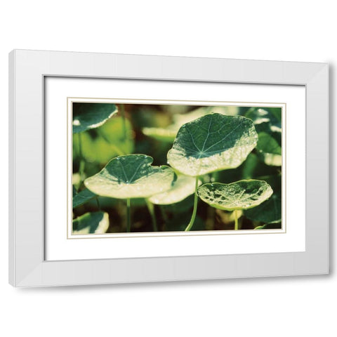 Nasturtium Leaves White Modern Wood Framed Art Print with Double Matting by Stefko, Bob
