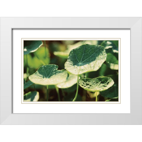 Nasturtium Leaves White Modern Wood Framed Art Print with Double Matting by Stefko, Bob
