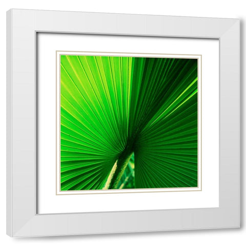 Palm Frond I White Modern Wood Framed Art Print with Double Matting by Stefko, Bob