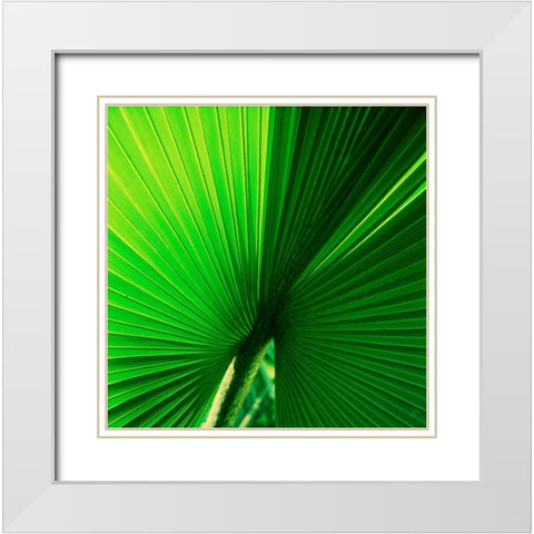 Palm Frond I White Modern Wood Framed Art Print with Double Matting by Stefko, Bob