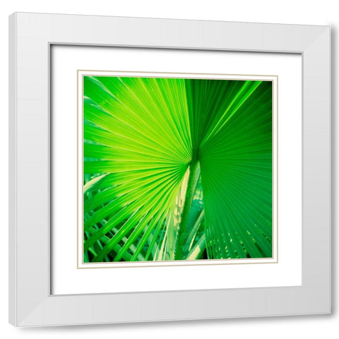 Palm Frond II White Modern Wood Framed Art Print with Double Matting by Stefko, Bob