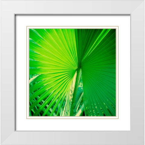 Palm Frond II White Modern Wood Framed Art Print with Double Matting by Stefko, Bob