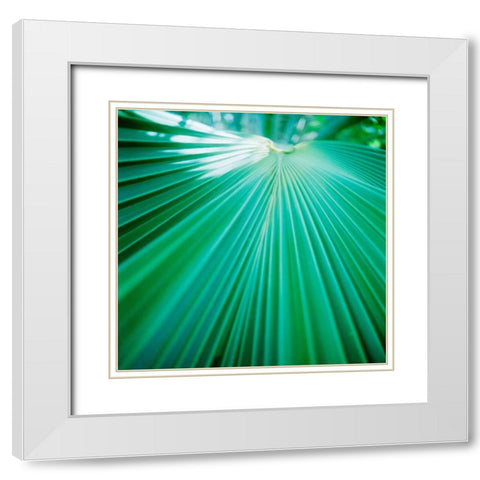 Palm Frond IV White Modern Wood Framed Art Print with Double Matting by Stefko, Bob
