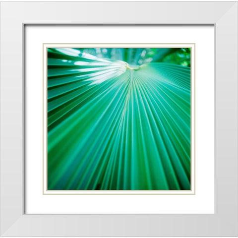 Palm Frond IV White Modern Wood Framed Art Print with Double Matting by Stefko, Bob