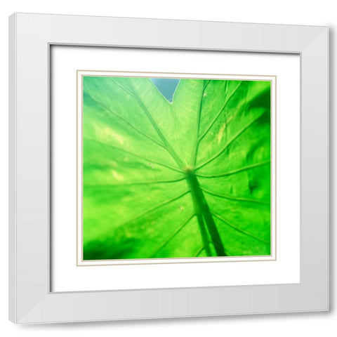 Taro Leaf White Modern Wood Framed Art Print with Double Matting by Stefko, Bob