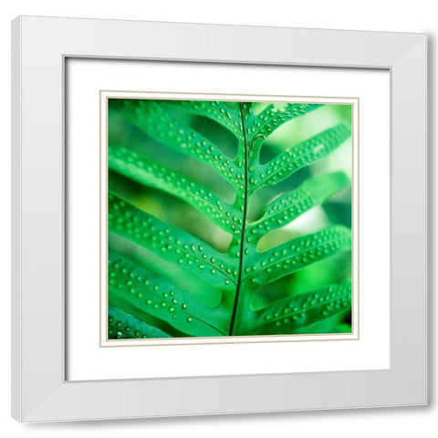 Fiddlehead Fern White Modern Wood Framed Art Print with Double Matting by Stefko, Bob